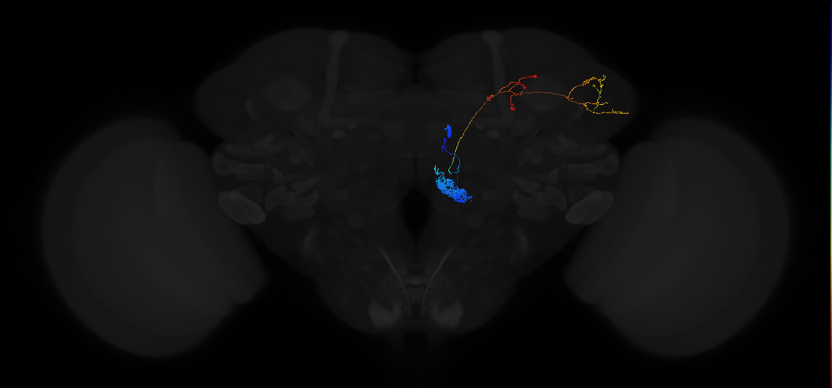 olfactory PN_R