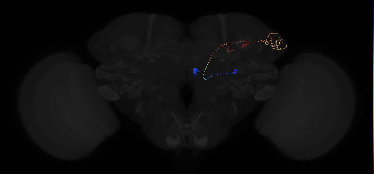 olfactory PN_R