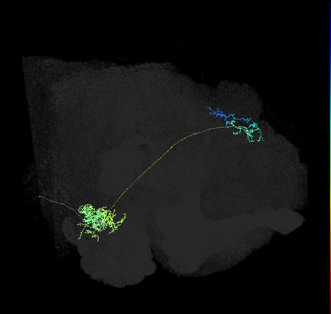 olfactory PN_R