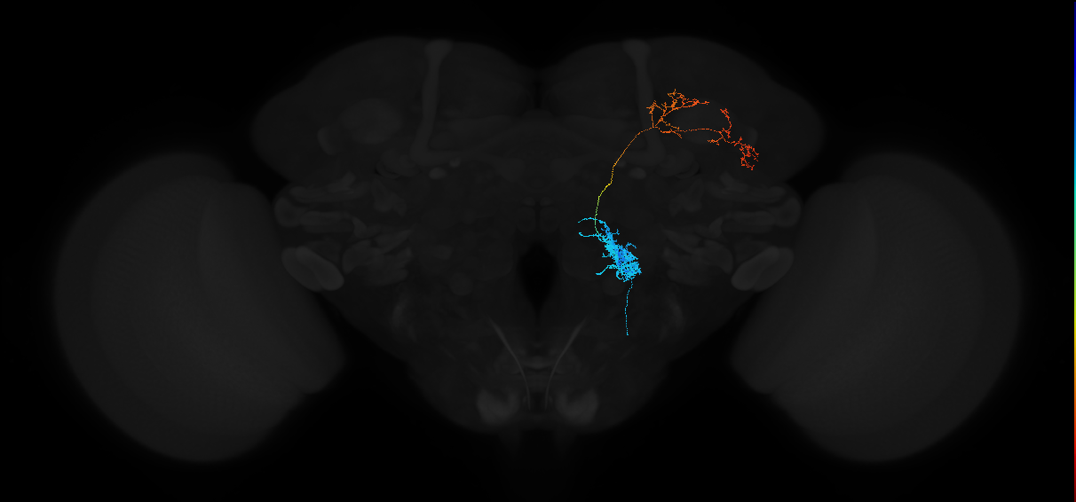 olfactory PN_R