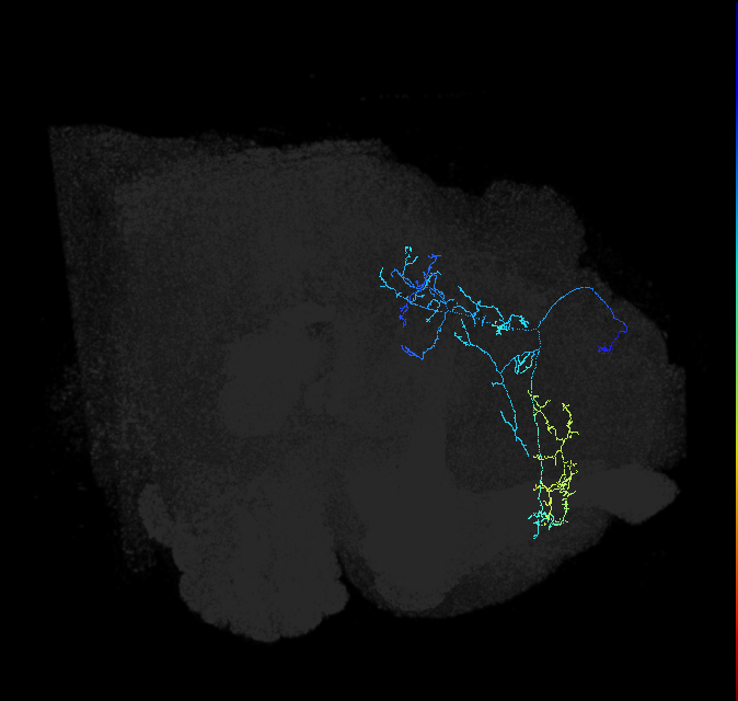 PDL15f_pct(pSP5b)_R