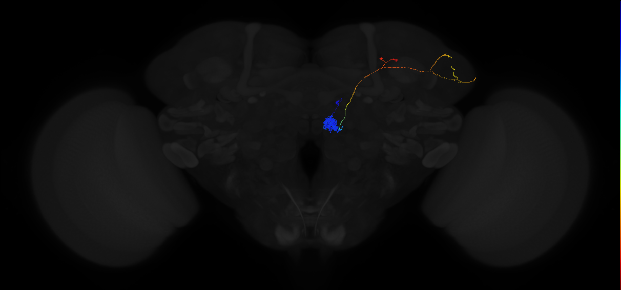 olfactory PN_R