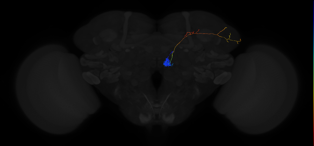 olfactory PN_R