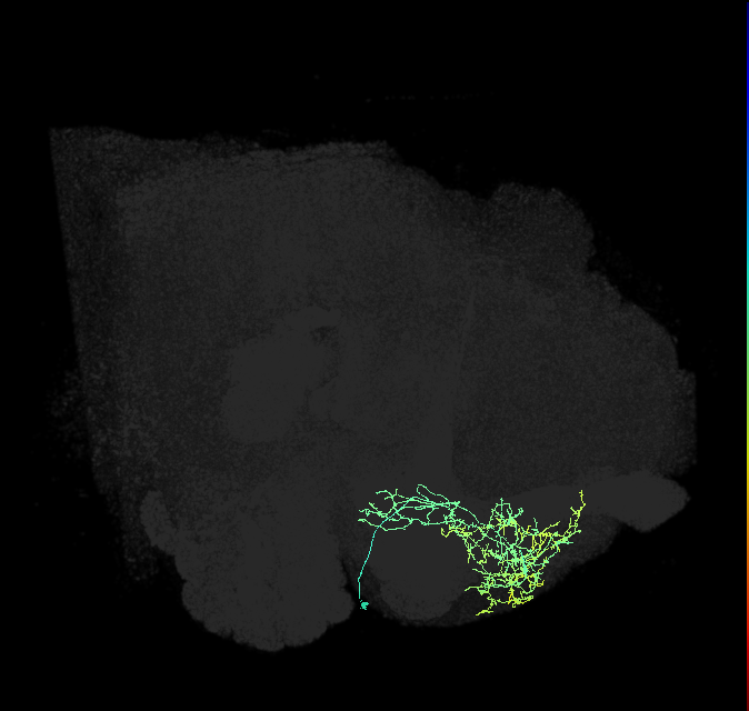 AVM07f_pct_R