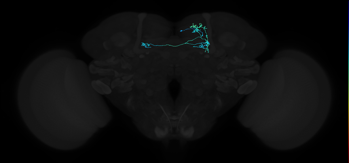 PAM13(B&bsol;'1ap)_R