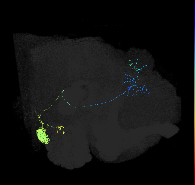 olfactory PN_R