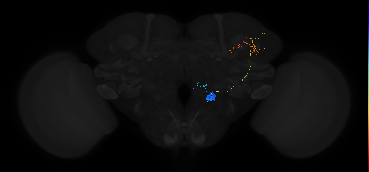 olfactory PN_R