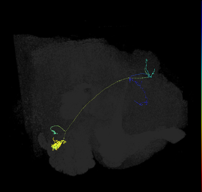 olfactory PN_R