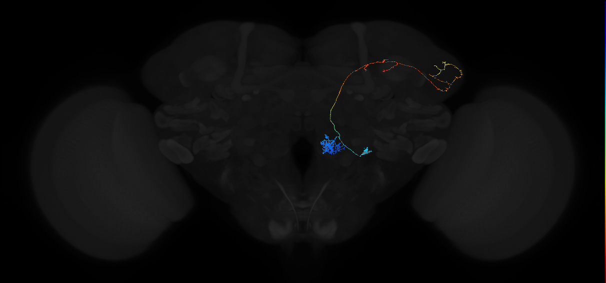 olfactory PN_R