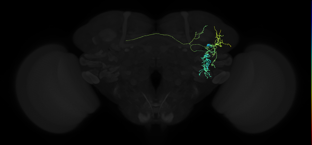 AVL08oc_pct(aIP1c)_R