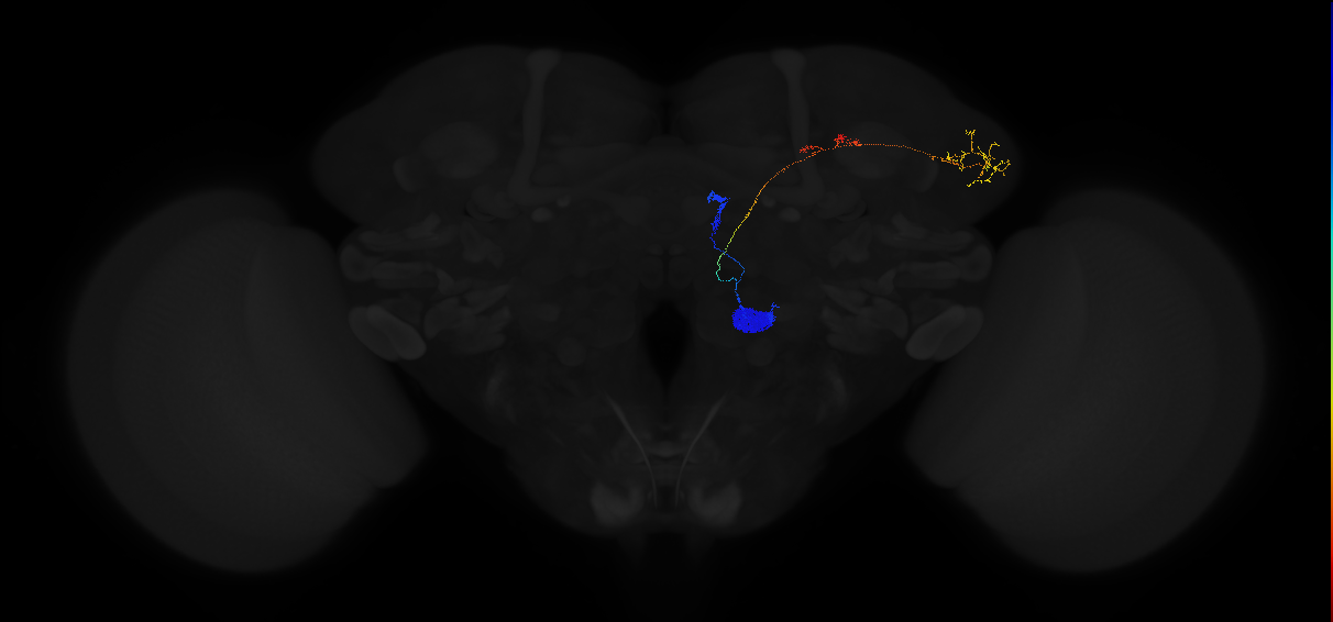 olfactory PN_R