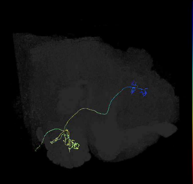 olfactory PN_R