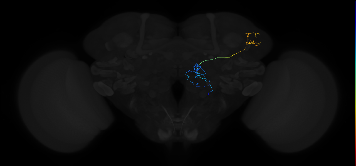 olfactory PN_R