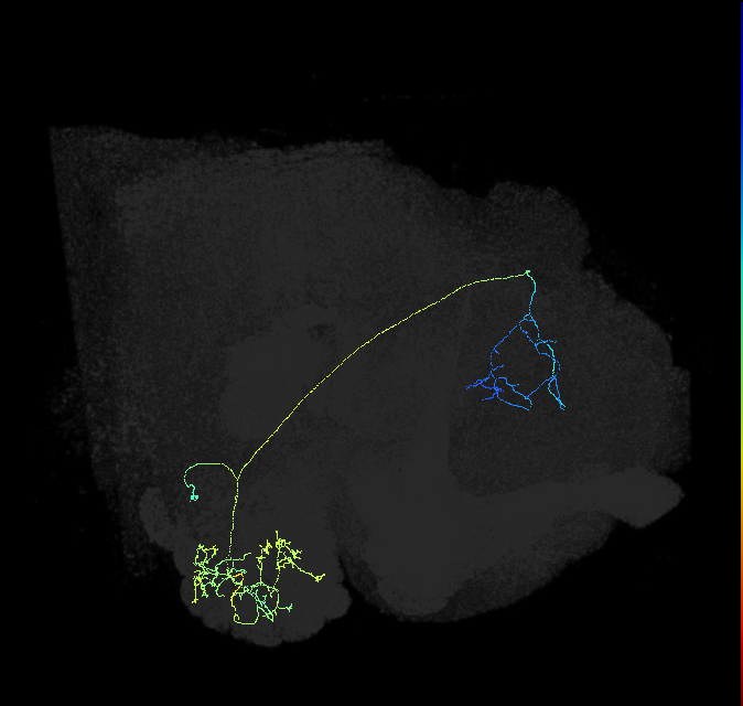 olfactory PN_R