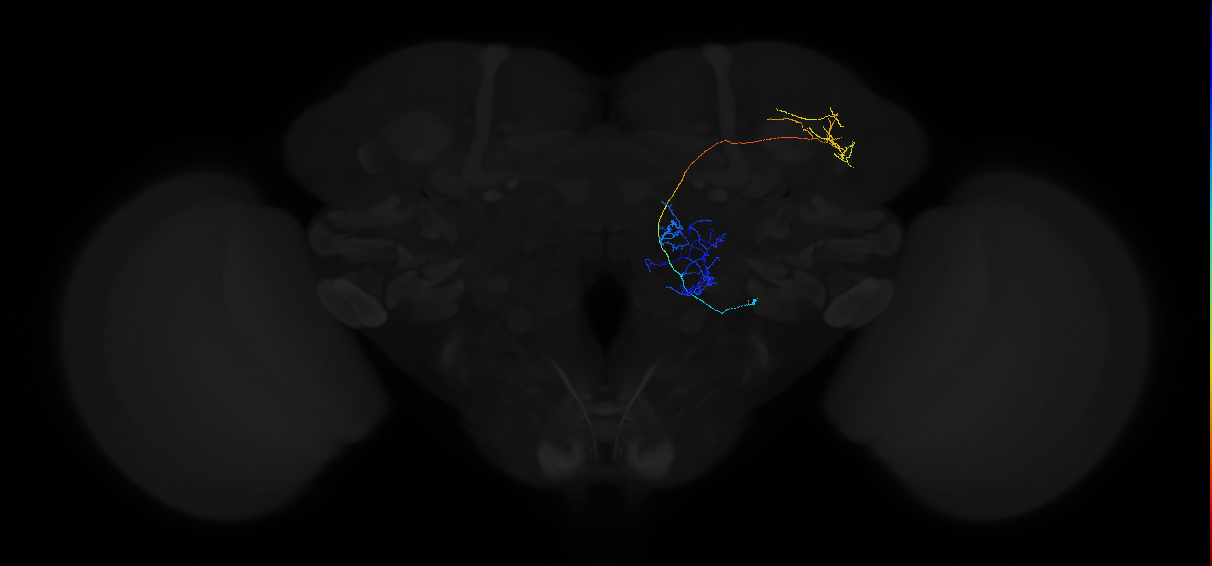 olfactory PN_R