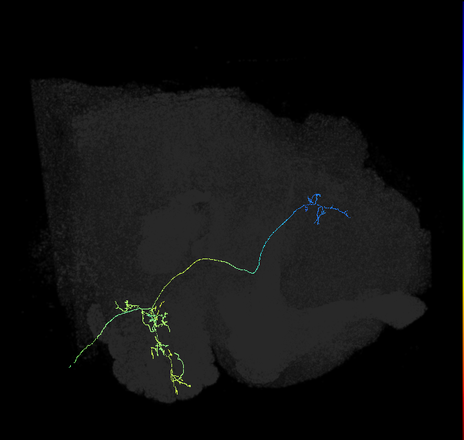 olfactory PN_R