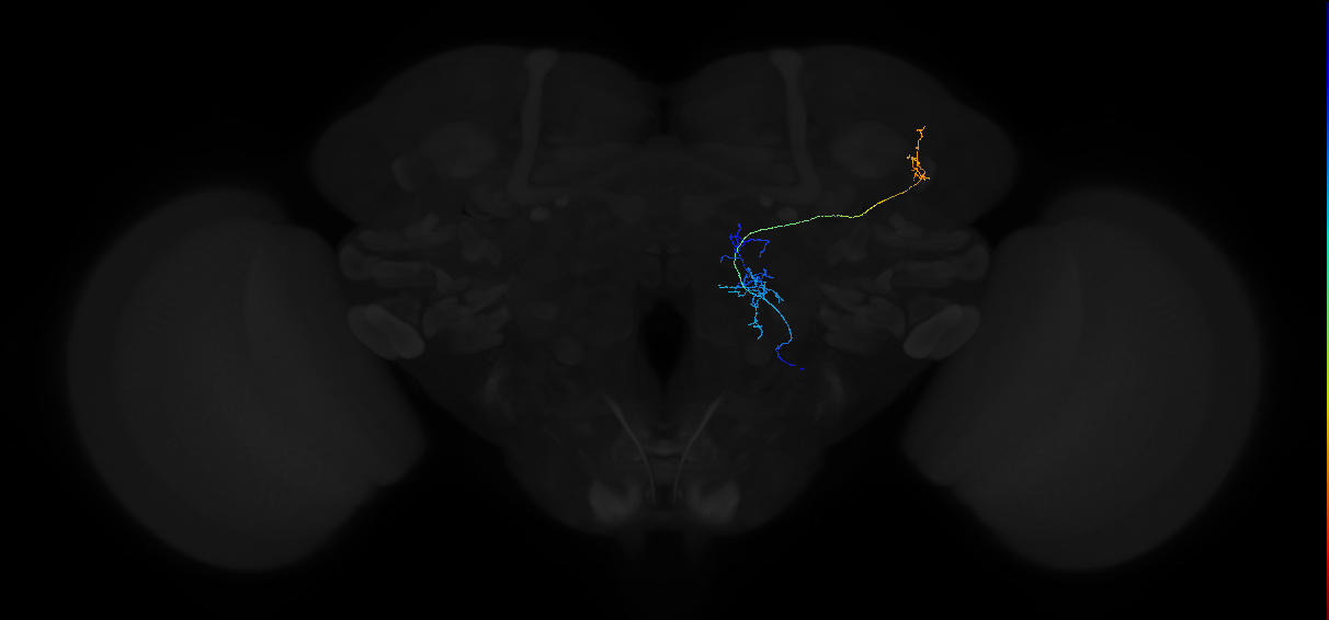 olfactory PN_R