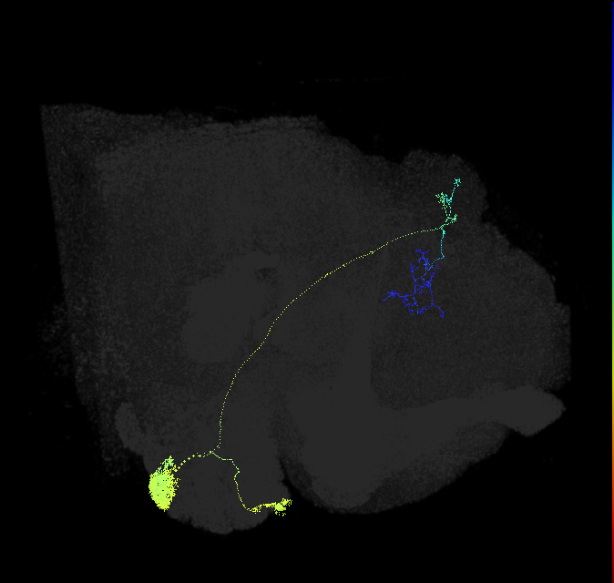 olfactory PN_R