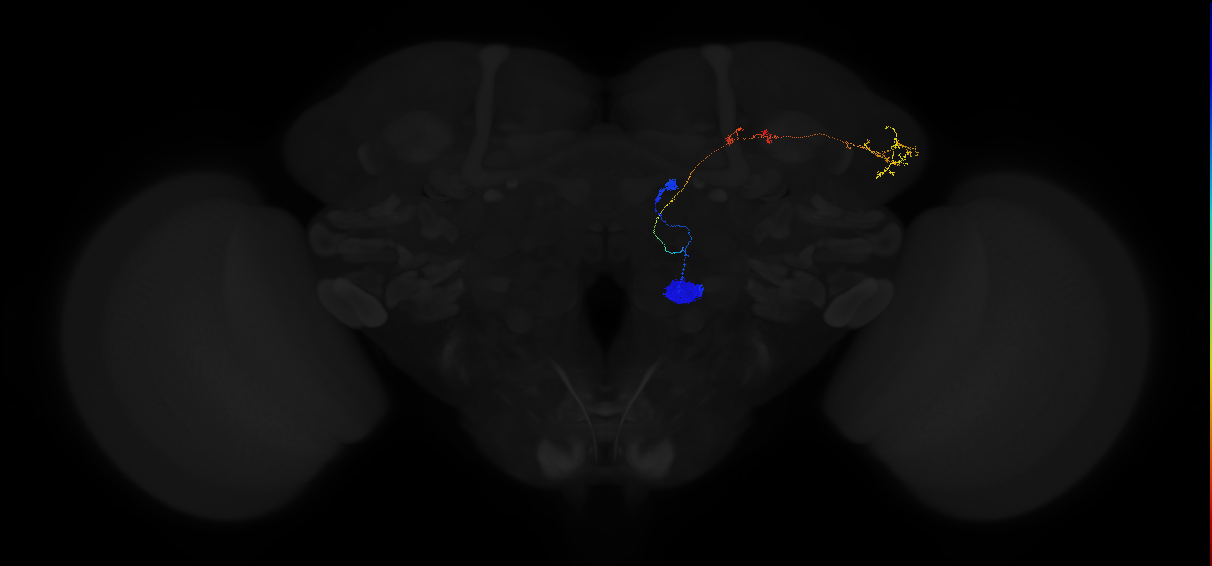 olfactory PN_R