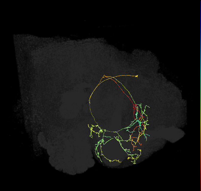 PDM13lb_pct(pMP6c)_R