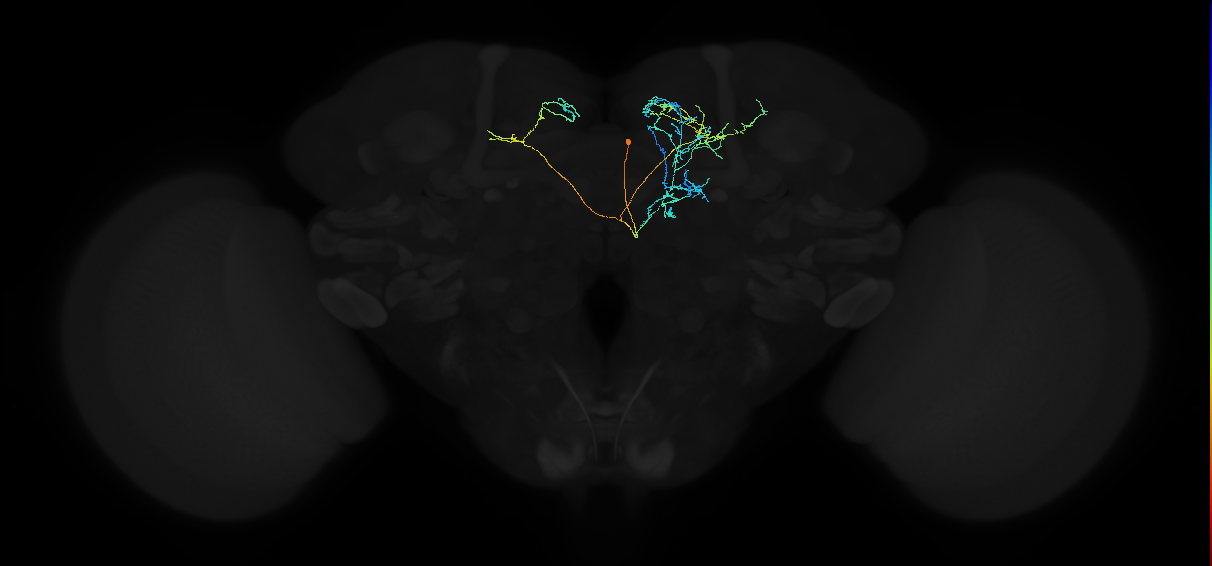 PDM13lb_pct(pMP6c)_R