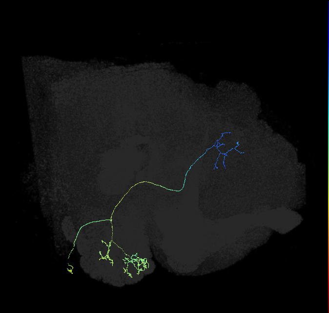 olfactory PN_R