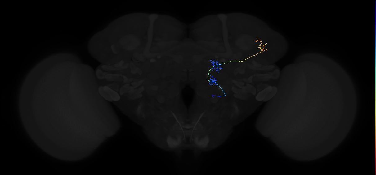 olfactory PN_R