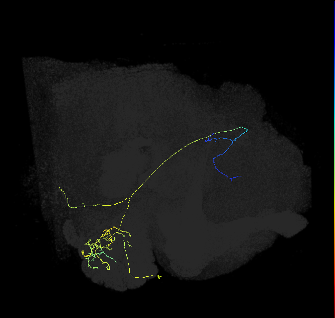 olfactory PN_R