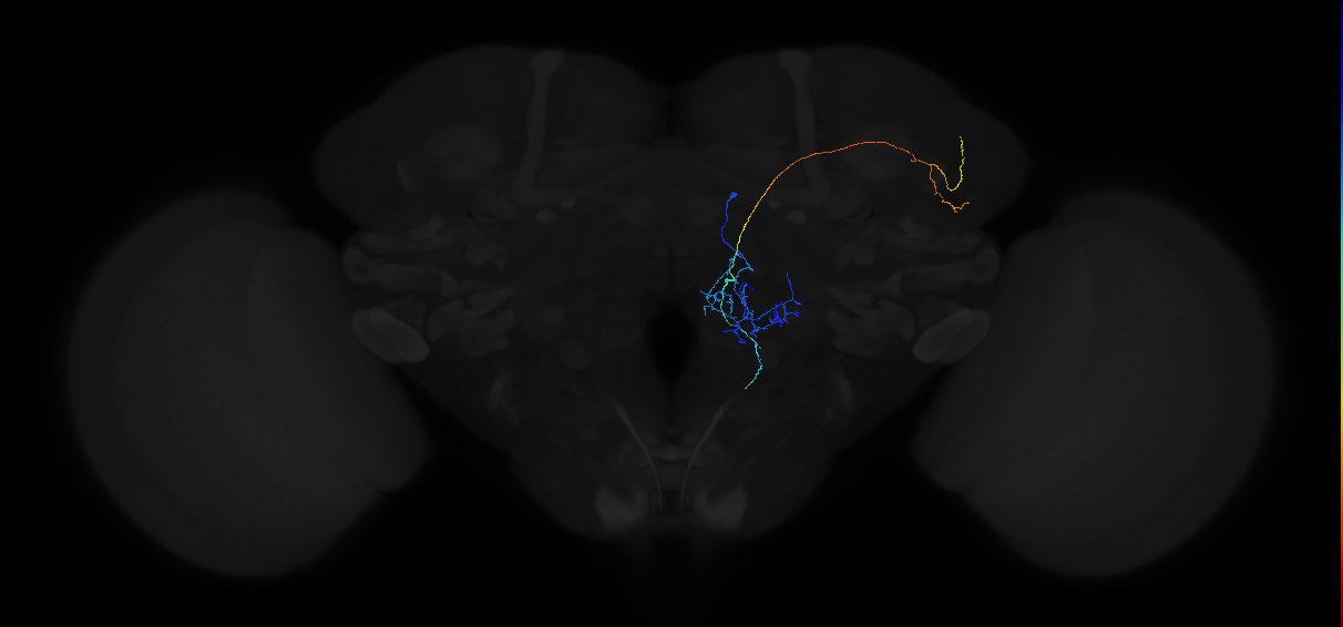 olfactory PN_R