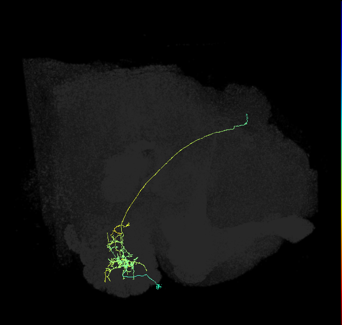 olfactory PN_R