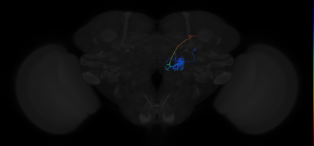 olfactory PN_R