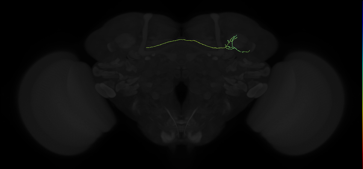 aSP8-like(ADL01)_L?