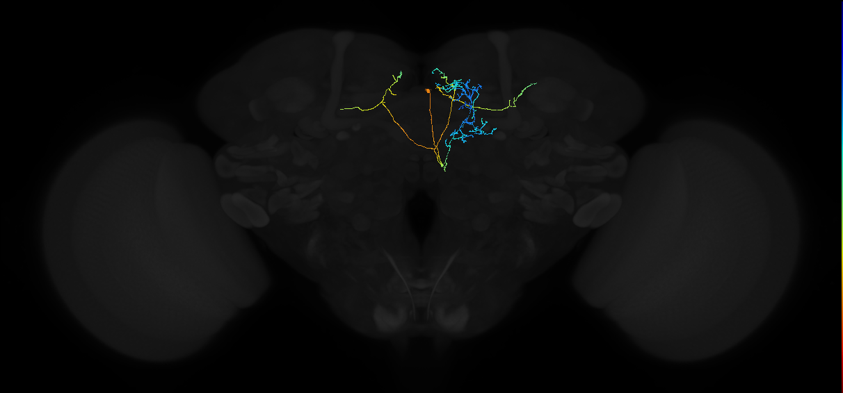 PDM13d_pct(pMP6b)_R