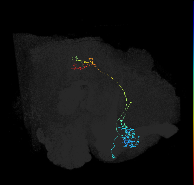 ADL08h_pct(aSP11a)_R