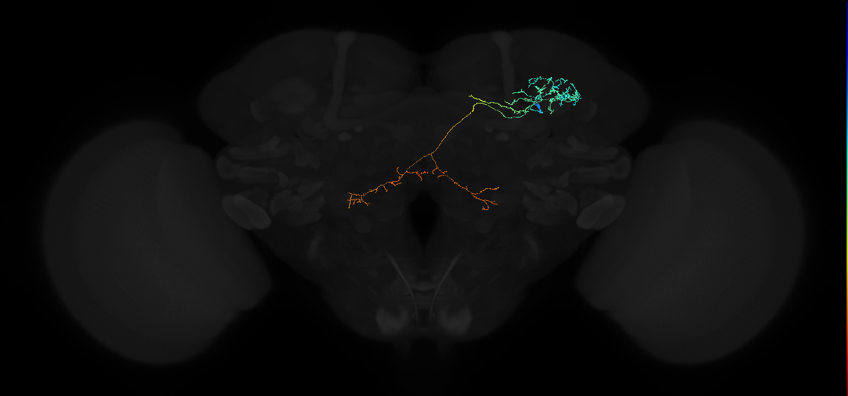 ADL08h_pct(aSP11a)_R