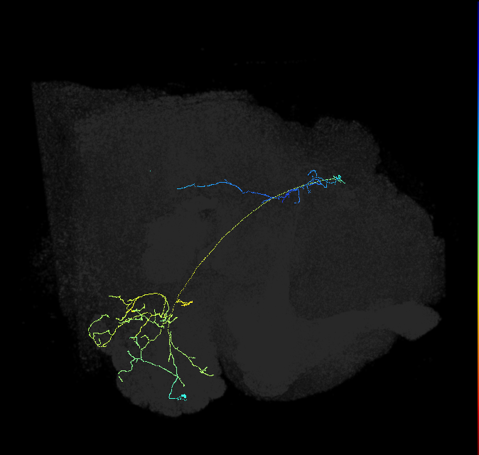 olfactory PN_R