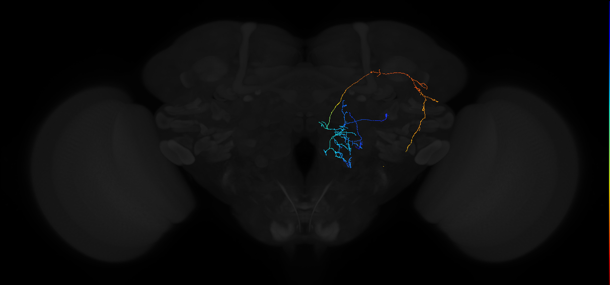 olfactory PN_R