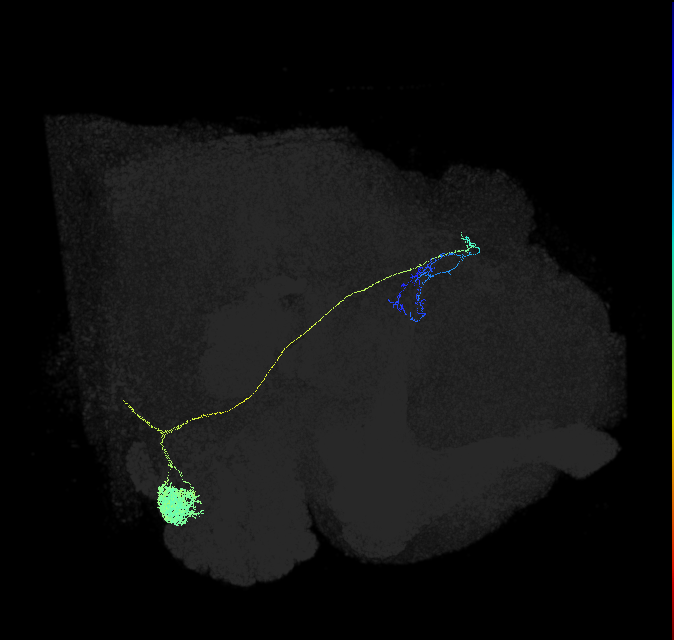 olfactory PN_R