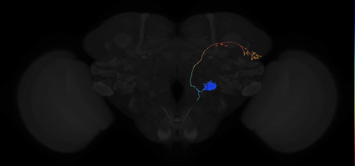 olfactory PN_R