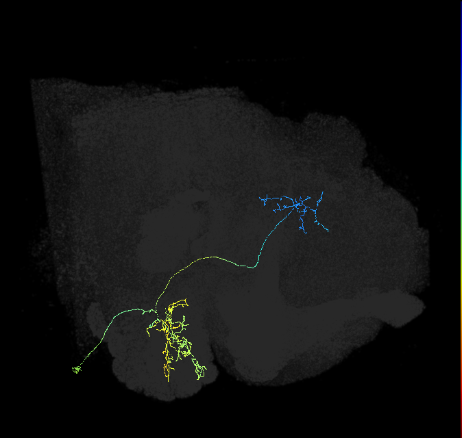 olfactory PN_R