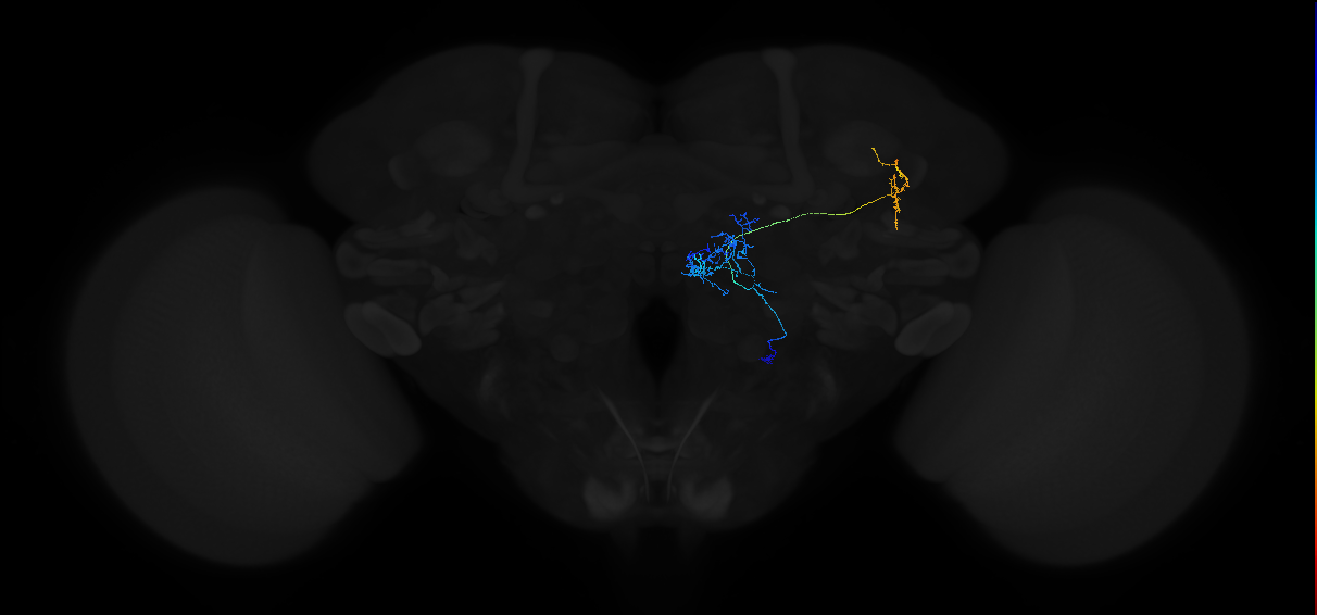 olfactory PN_R