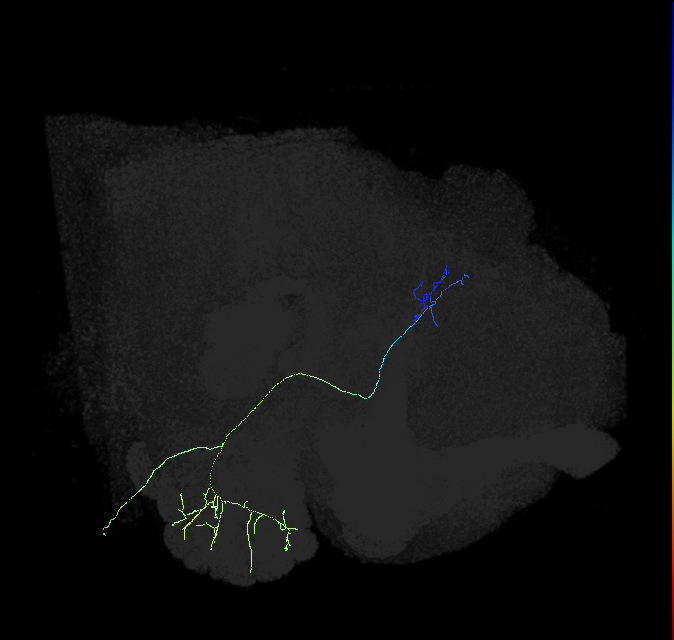 olfactory PN_R