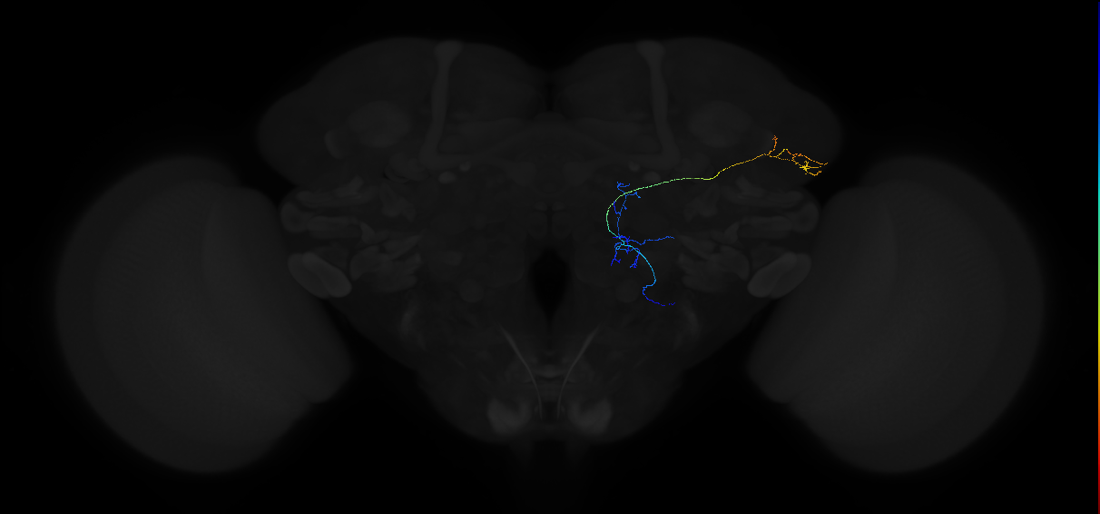 olfactory PN_R