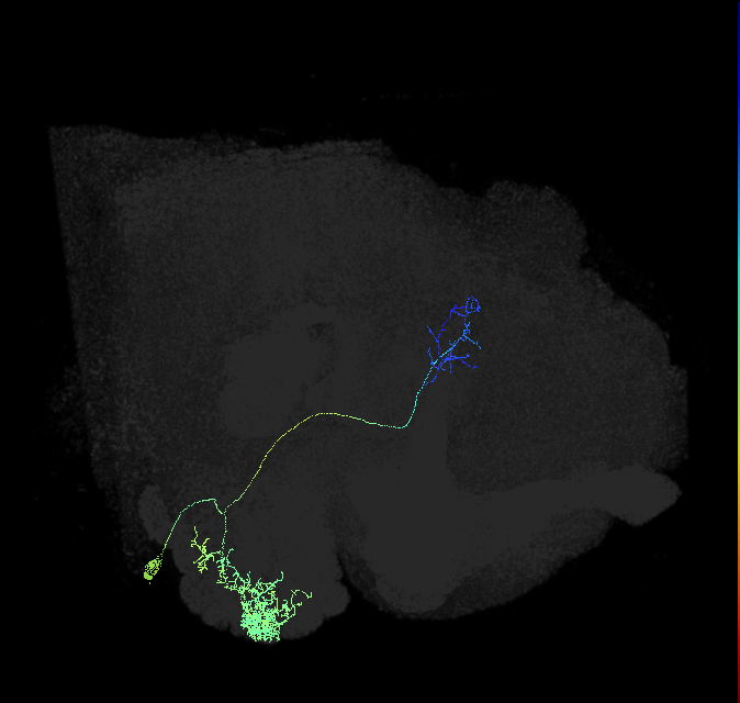 olfactory PN_R