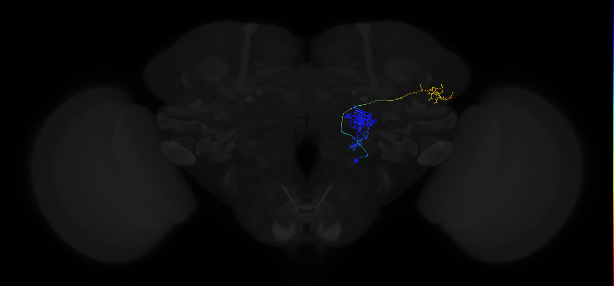 olfactory PN_R