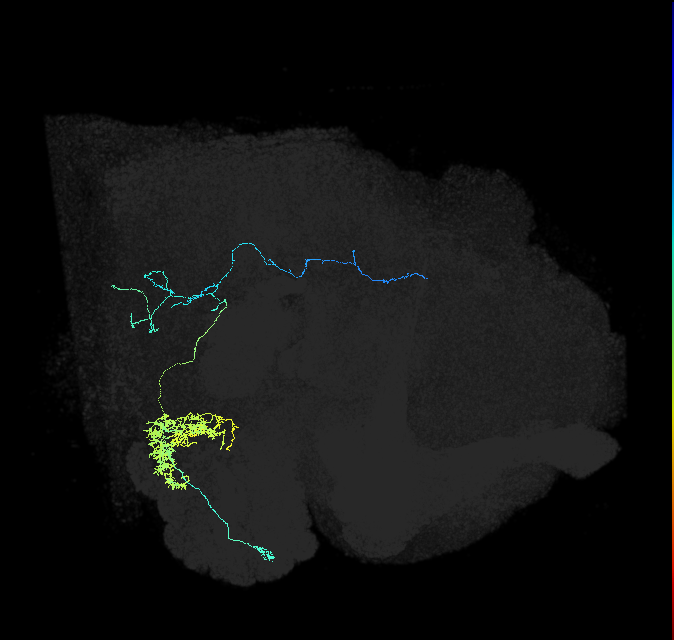 olfactory PN_R