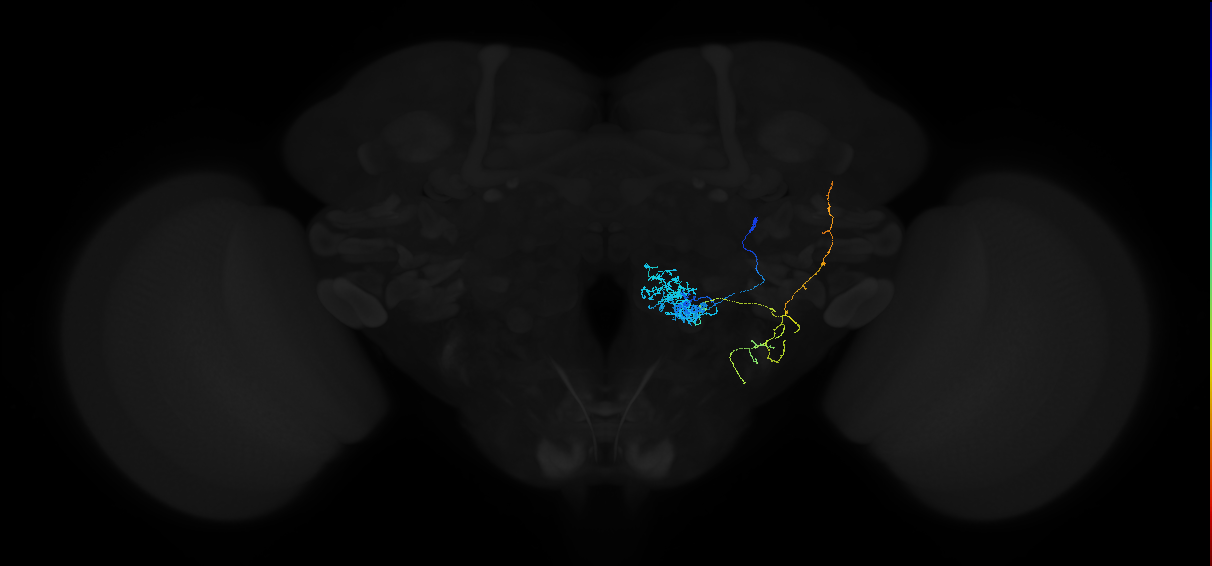 olfactory PN_R