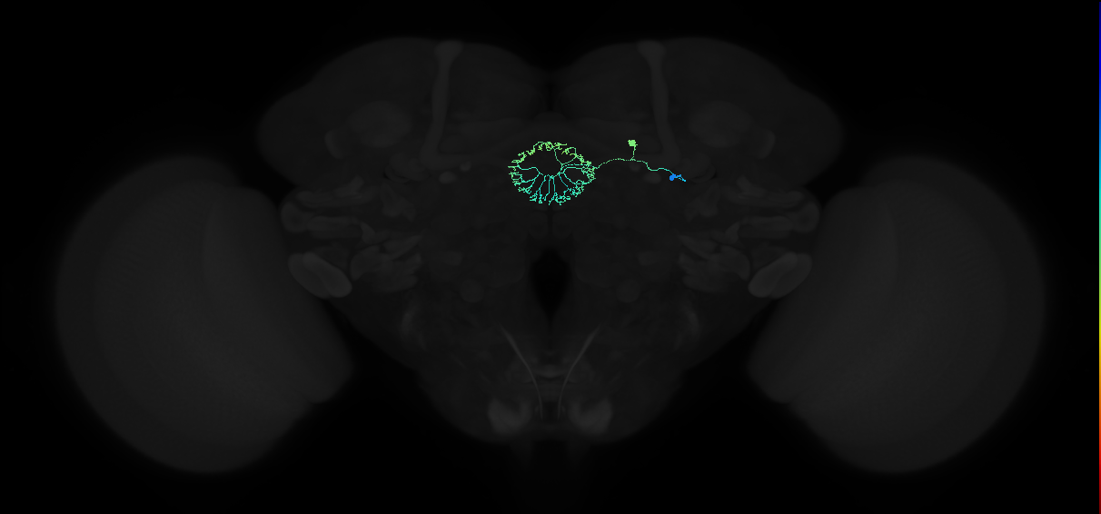 R2_c(ring)_R