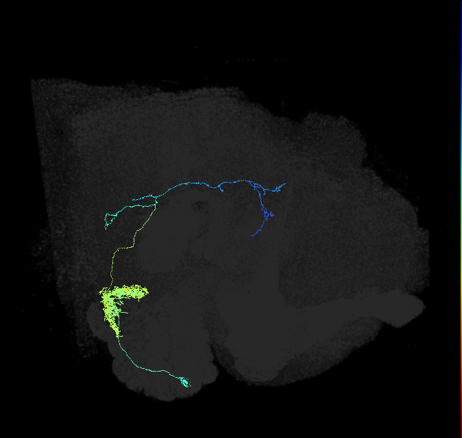 olfactory PN_R