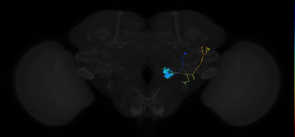 olfactory PN_R